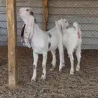 جفار مطورات