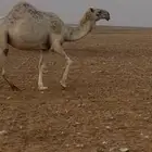 ناقه حايل