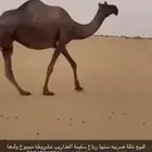 ناقه