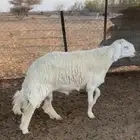 طلي حري صنف مشروط