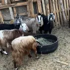 معزا عوارض وسوريات