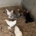 للبيع دجاج و ديوك كوشن