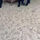 خرفان عرب هرافا