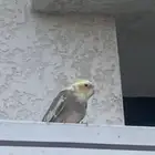 كروان مفقود