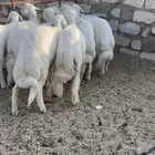 خرفان للبيع