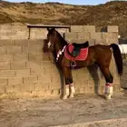 خيل شعبي