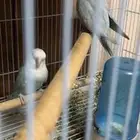 جوز روز منتج