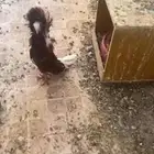 حمام بلجيكي للبيع