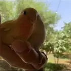 طيور روز لاتينو اليف هدد داخلي وخارجي