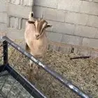 عنز جنوبيه