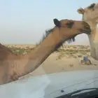 مفروده للبيع