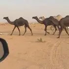ابل مجاهيم
