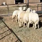 بهم فاخر يوجد تفريد