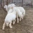 بهم للبيع - تم البيع