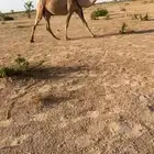للبيع خلفه شعلا كفوو