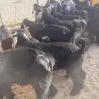 تيوس شحم
