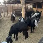 معزى جذعات ورباعيات