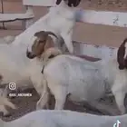 ماعزبورقت