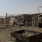 طلي صنف