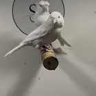 جوز كناري جاسب كريمي(( تم البيع ))