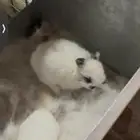 ارانب قزميه مستويات عاليه جدا
