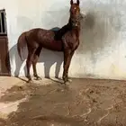 حصان سبوق و محقق