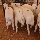 ذبايح حري هرفي طيب