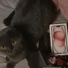 قط للتبني