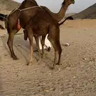 ناقه خلفه حمرا دم ساحلية
