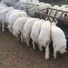 ذبائح غنم حري