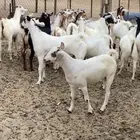 تيوس مناسبات