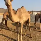 نياق للبيع