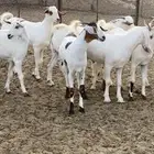 تيوس ذبايح مناسبات