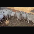 مراح حريات متابيع ودفيع العدد 57