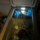 ثلاجة رحلات