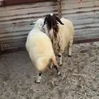 رخلين طيبات