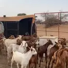 بهم