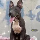 كلبه أمريكان بولي