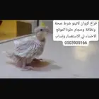 فرخ كروان