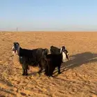 عارضه طيييبة تحتها جفرة