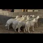 خرفان ورخال