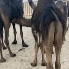 حشو - حيران فاخره - للمناسبات