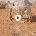 قعود بري