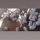 ارنب للبيع