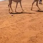 بكار حقه رمانيه
