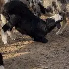رخل نجديه مغلقه شحم