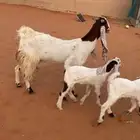 عنز متبع تحتها ثنين