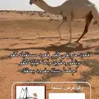ادخل هنا 17 عرض نخبة الابل سوق الجوف