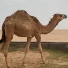 للبيع بكره