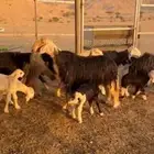 غنم نجد للبيع